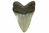 Serrated, Fossil Megalodon Tooth - North Carolina #378013-2